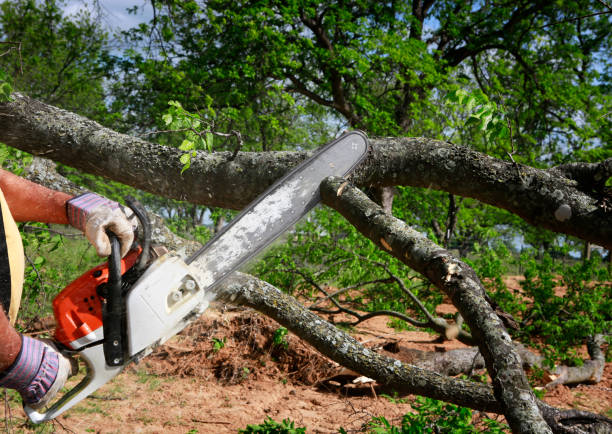 Best Tree Disease Treatment  in Sand Lake, MI